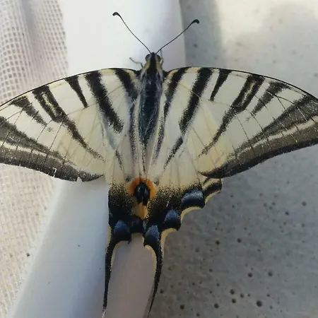 Chrysalis' House Piano di Follo
